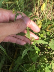 Sisymbrium officinale