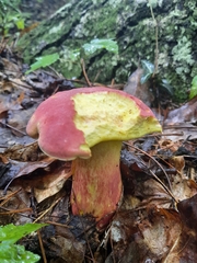 Baorangia bicolor