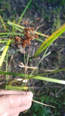 Juncus marginatus