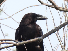 Corvus cryptoleucus