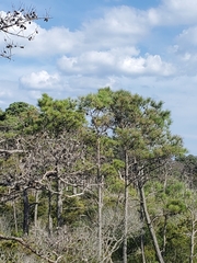 Pinus taeda