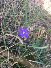 Brodiaea coronaria