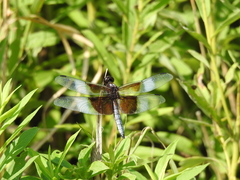 Libellula luctuosa