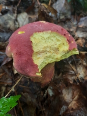 Baorangia bicolor