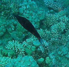 Gomphosus klunzingeri