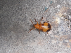 Monocesta coryli
