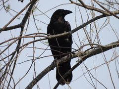 Corvus cryptoleucus