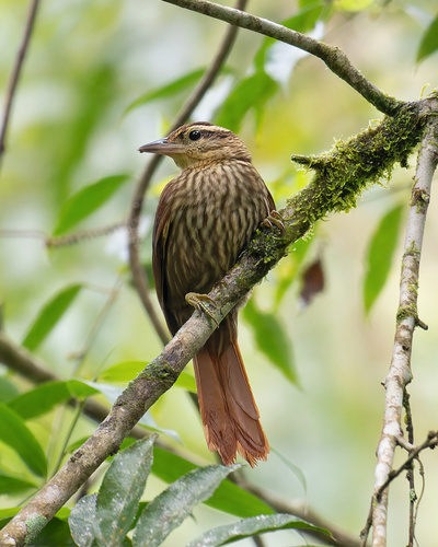Pale-browed Treehunter (Cichlocolaptes leucophrus), photo 10