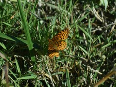 Boloria bellona