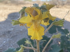 Proboscidea althaeifolia