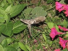Agrius convolvuli