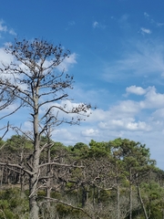 Pinus taeda