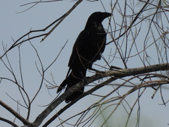 Corvus cryptoleucus