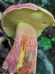 Baorangia bicolor
