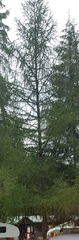 Larix decidua