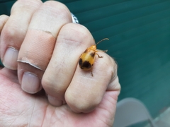 Monocesta coryli