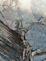 Homoeogamia mexicana