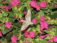 Agrius convolvuli
