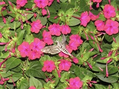 Agrius convolvuli