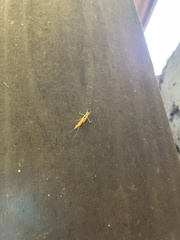 Stenacron interpunctatum