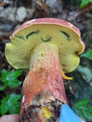 Baorangia bicolor