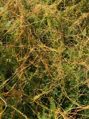 Cuscuta gronovii