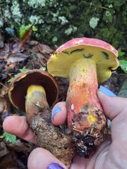 Baorangia bicolor