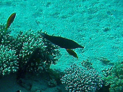 Gomphosus klunzingeri