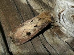 Agrotis exclamationis
