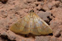 Pyraustini