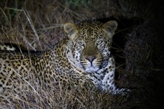 Panthera pardus pardus