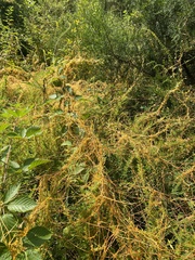Cuscuta gronovii