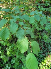 Corylus