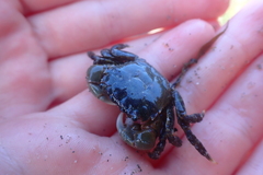 Hemigrapsus oregonensis