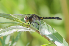 Leucorrhinia intacta