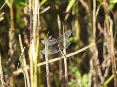 Libellula luctuosa