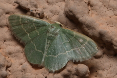 Chlorochlamys