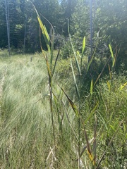 Phragmites australis americanus