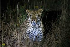 Panthera pardus pardus