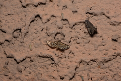 Hileithia magualis