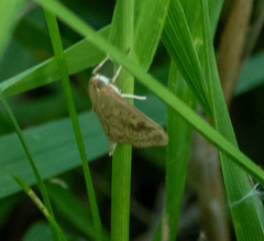Achyra rantalis