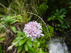 Scabiosa nitens