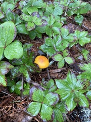 Amanita flavoconia
