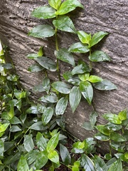Tradescantia fluminensis