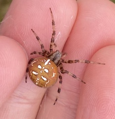 Araneus quadratus