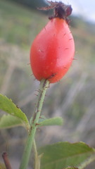 Rosa micrantha