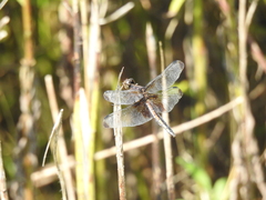 Libellula luctuosa