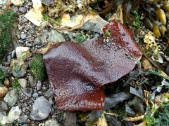 Chondracanthus