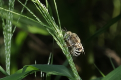 Anthophora californica