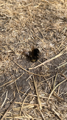 Bombus occidentalis